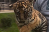 Beba tigar stigla u zoo-vrt: Najslađi stanovnik voli da se mazi, evo kada možete da ga posetite (VIDEO)