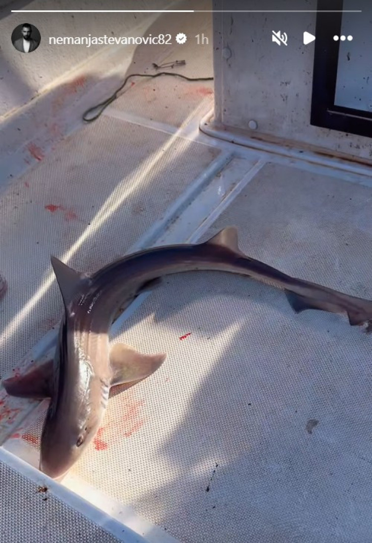 Upecao ajkulu! Nemanja Stevanović isplovio nasred mora, pa usledio dobar ulov (FOTO)