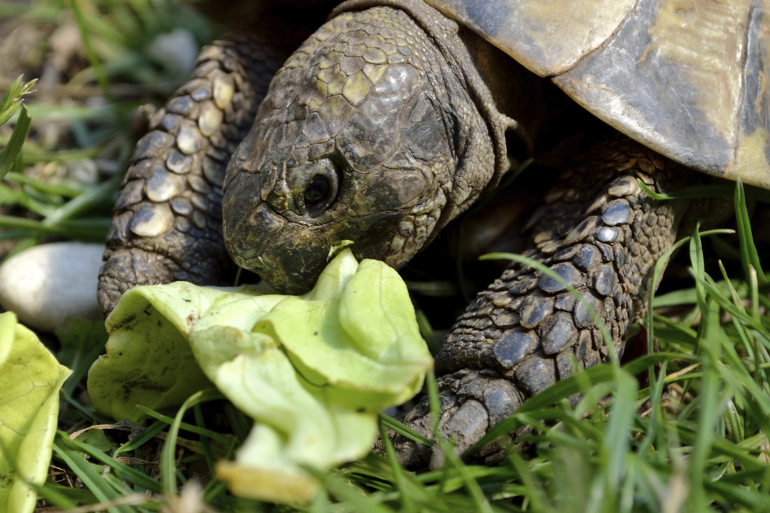 Kornjače kao kućni ljubimci: Nekoliko stvari treba da znate pre nego što ih usvojite