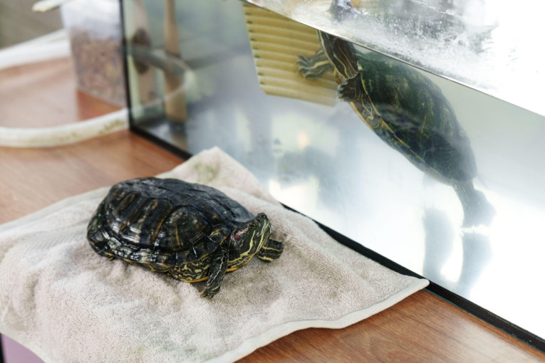 Kornjače kao kućni ljubimci: Nekoliko stvari treba da znate pre nego što ih usvojite