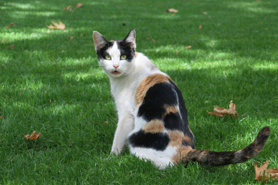 Zašto su šarene mačke skoro uvek ženke? Odgovor će vas verovatno iznenaditi
