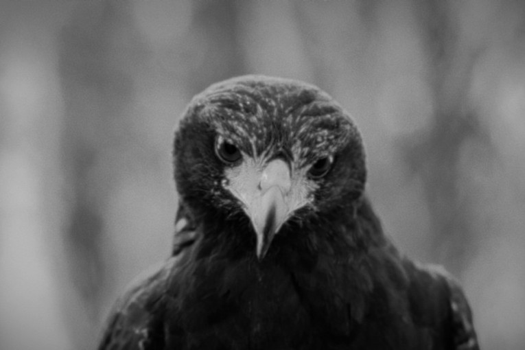 Neobjavljeni snimak EKV-a iz 1989. godine: Prva verzija pesme „Bežimo u mrak” (FOTO/VIDEO)