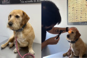 Pas Don Luis je delovao potpuno izgubljeno - dok veterinari nisu otkrili nešto što niko nije očekivao (VIDEO)