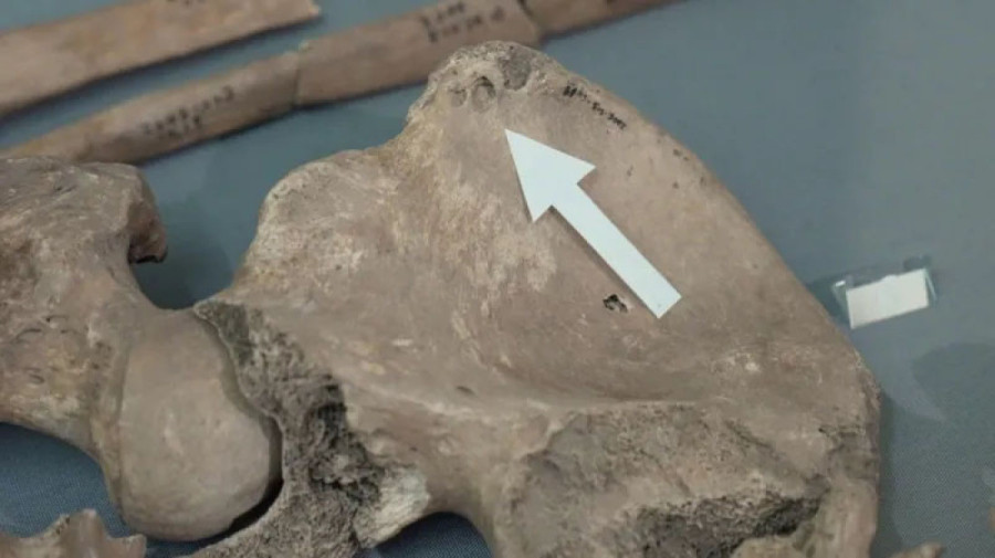 Tragovi ugriza otkrili istinu: Gladijator iz Jorka izgubio život boreći se sa lavom?