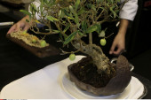 Bonsai maslina stara 300 godina stigla je u Beograd: Košta 12.000 evra i ostavlja bez daha svakog ko je vidi (VIDEO)