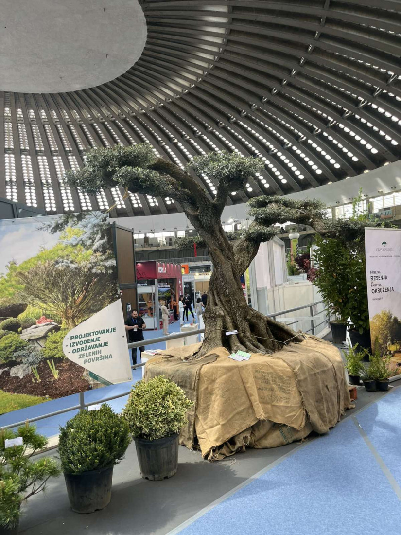 Bonsai maslina stara 300 godina stigla je u Beograd: Košta 12.000 evra i ostavlja bez daha svakog ko je vidi (VIDEO)