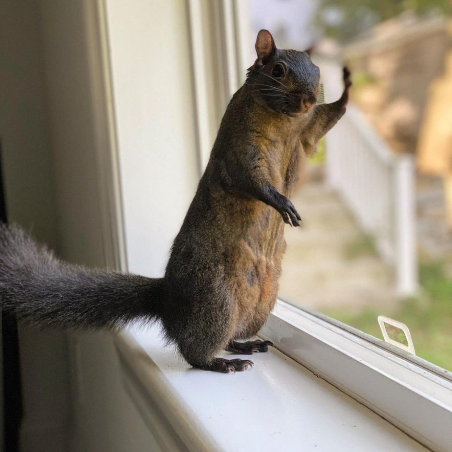 Novi detalji o oduzimanju i smrti viralne senzacije veverice influenserke Pinat