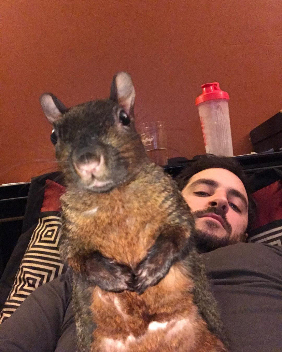 Novi detalji o oduzimanju i smrti viralne senzacije veverice influenserke Pinat