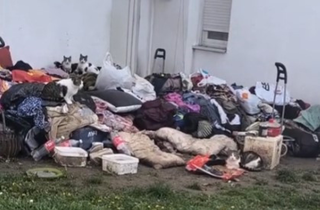 Zemunka izbacila stvari i u stan uselila 50 mačaka: Spava napolju, komšije očajne (VIDEO)