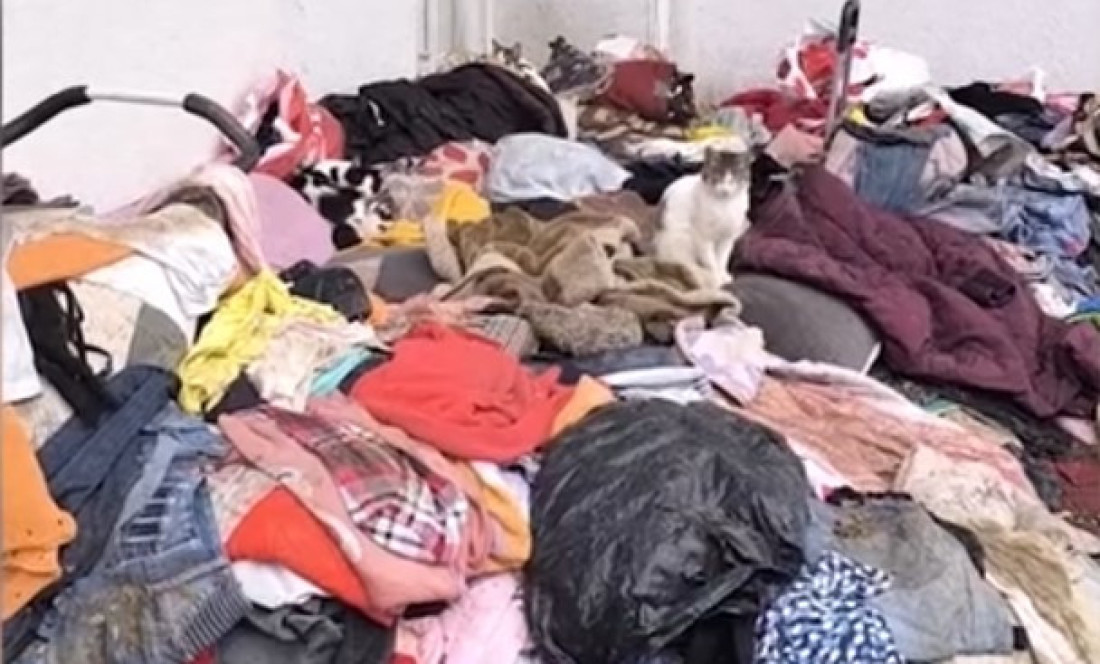 Zemunka izbacila stvari i u stan uselila 50 mačaka: Spava napolju, komšije očajne (VIDEO)