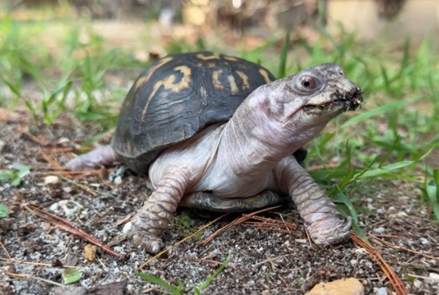 Kornjača živela u mraku i hranila se mačjom hranom: Prvi put posle 50 godina osetila sunce (VIDEO)