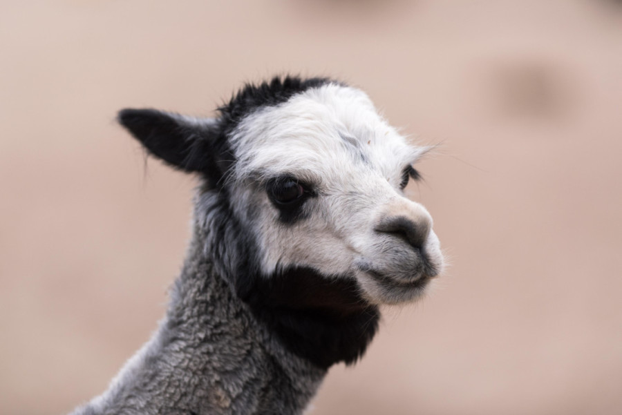 U jednom gradu u Srbiji nalazi se jedinstveni ranč: Ovde žive alpake! (VIDEO)