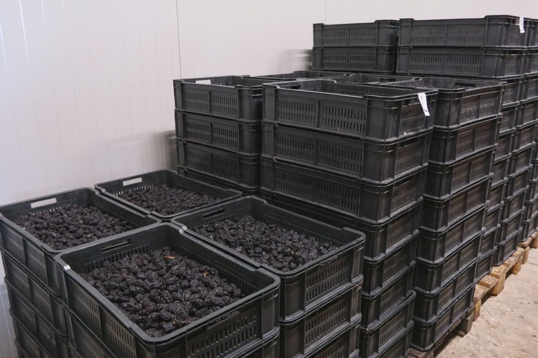 Gde šljiva rodi, tu je srce Srbije: Naši voćnjaci prvi u Evropi!