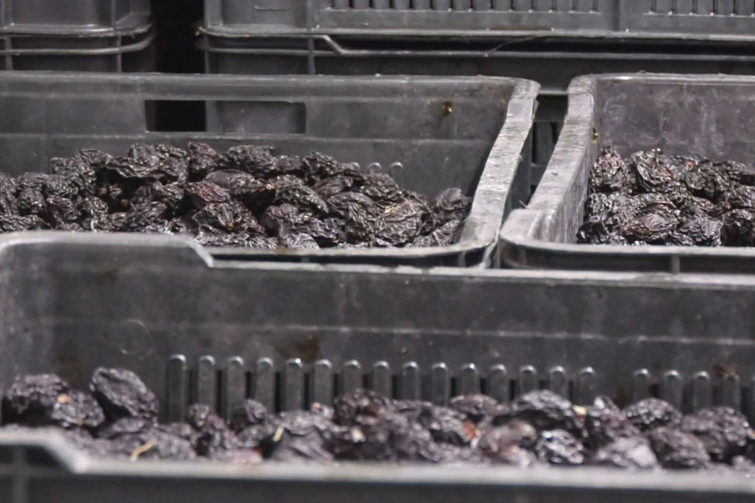 Gde šljiva rodi, tu je srce Srbije: Naši voćnjaci prvi u Evropi!