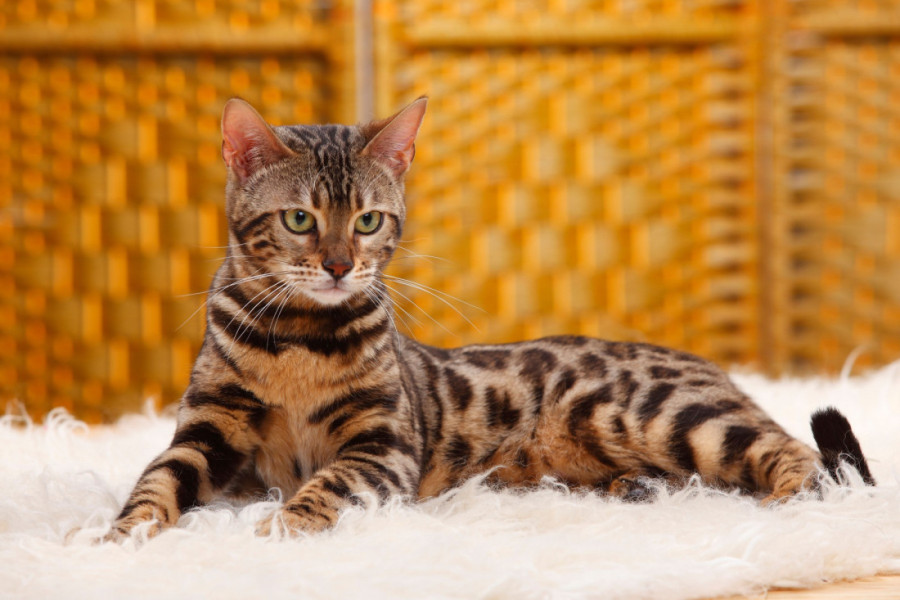 Postoje li zaista "prirodne" rase mačaka ili je sve delo čoveka?