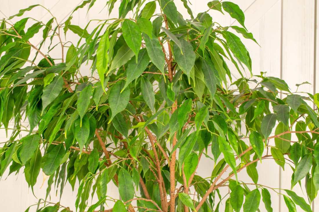 Prodisaćete pored njih: Tri biljke koje prečišćavaju vazduh i mogu da budu odlična dekoracija za vaš dom