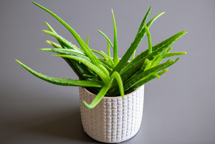 Tri jednostavne i prirodne maske za oporavak kose oštećene suncem i morskom vodom