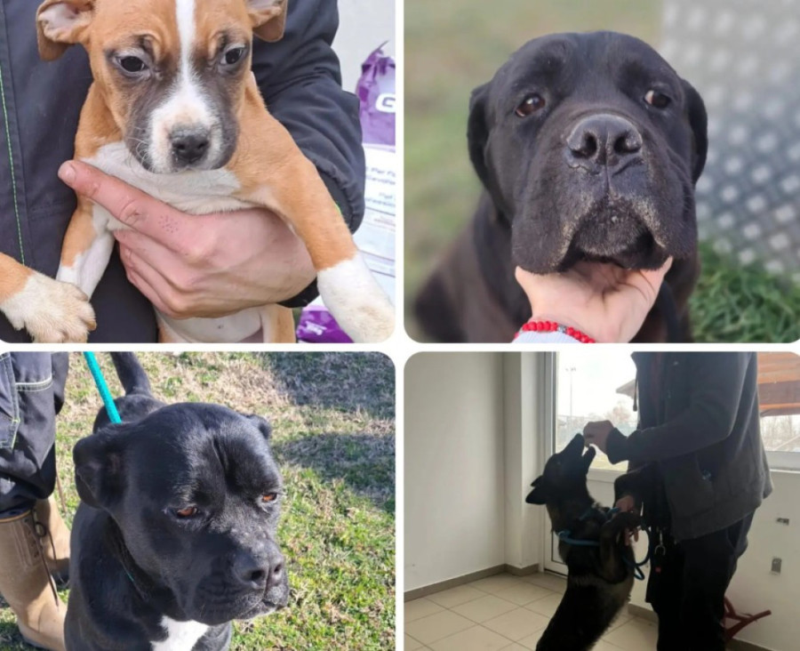 Više od 100 ljubimaca pronašlo dom za samo četiri meseca: Novi rekord u Novom Sadu