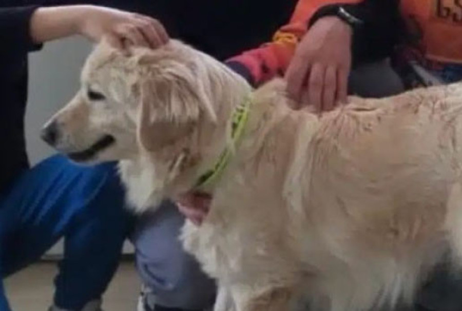 Više od 100 ljubimaca pronašlo dom za samo četiri meseca: Novi rekord u Novom Sadu