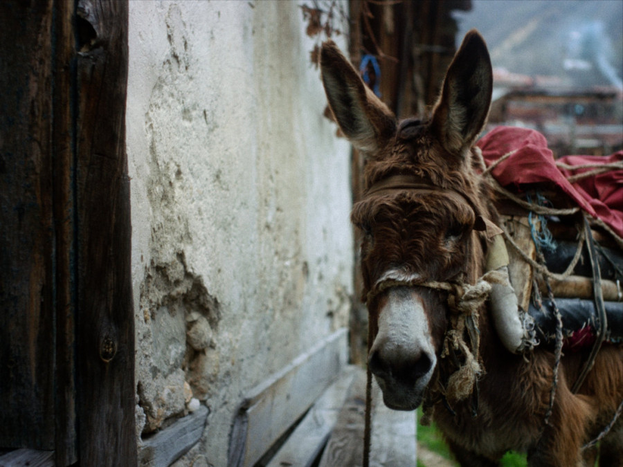 Filmovi o suživotu životinja i ljudi na Beldocsu: Među njima i priča o čuvenom Titovom papagaju (FOTO)