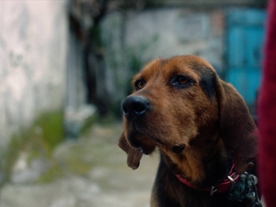Filmovi o suživotu životinja i ljudi na Beldocsu: Među njima i priča o čuvenom Titovom papagaju (FOTO)