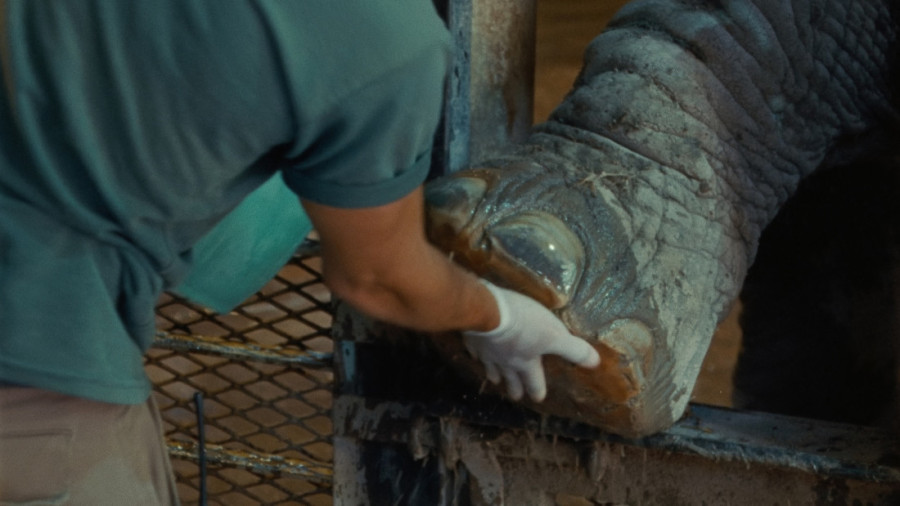 Filmovi o suživotu životinja i ljudi na Beldocsu: Među njima i priča o čuvenom Titovom papagaju (FOTO)