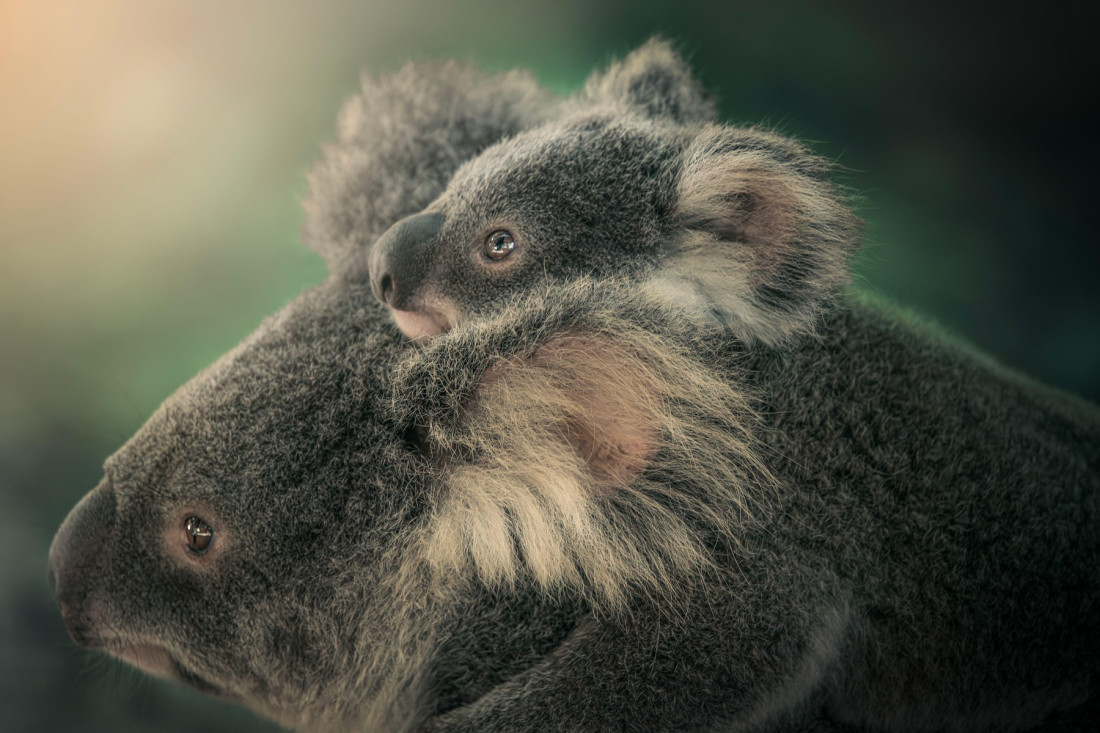 Koala roditeljstvo: Stil vaspitavanja deteta koji od njega pravi stabilnu i srećnu osobu