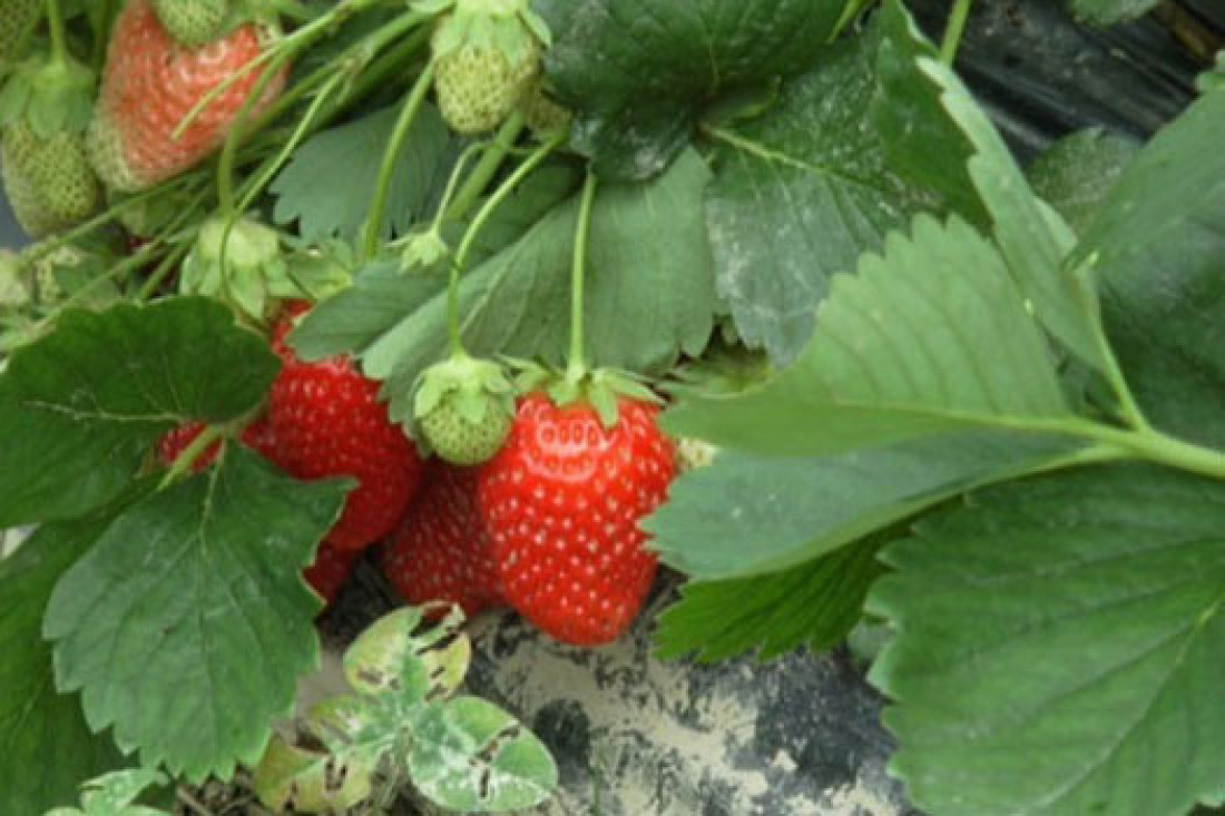 Srpska ulica jagoda: U selu Rti voće ide pravo sa njive na tezgu (FOTO)