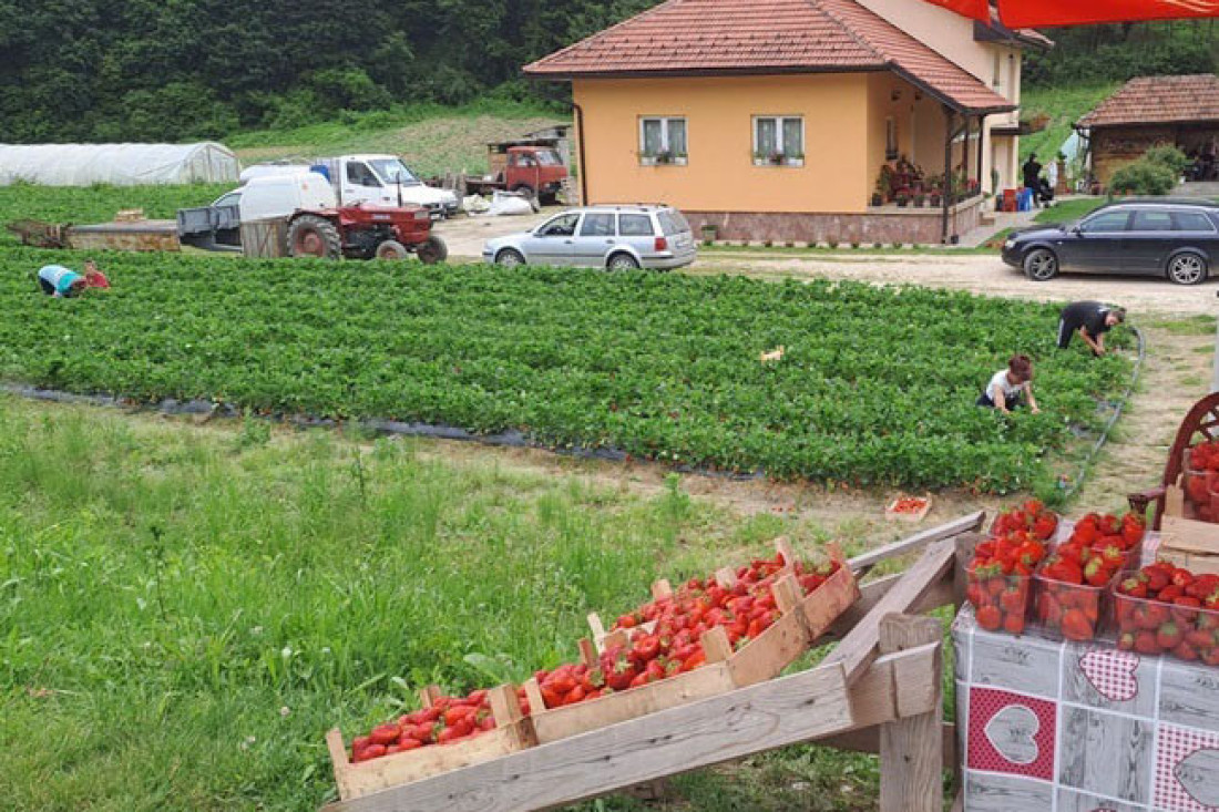 Srpska ulica jagoda: U selu Rti voće ide pravo sa njive na tezgu (FOTO)
