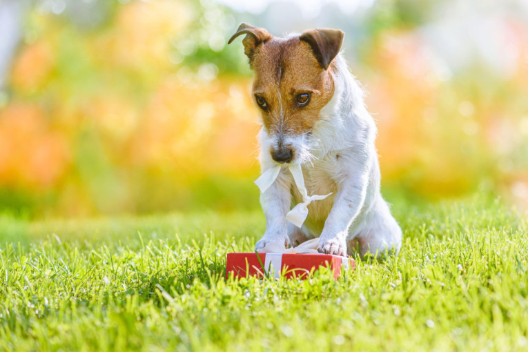 Vlasnici, ovo morate da znate: Kako psi pokazuju ljubomoru i koji je način da ih smirite, pre nego što nastane haos?