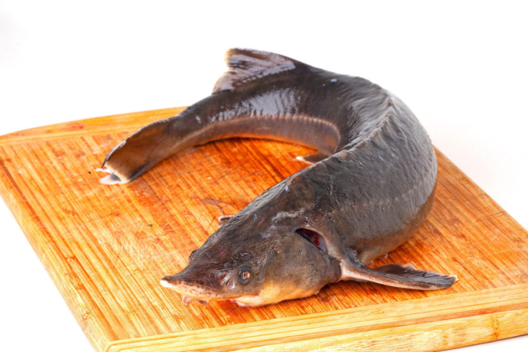 Gurmanski biser sa Putinove večere: Recept za knedle sa jesetrom stiže pravo u vašu kuhinju