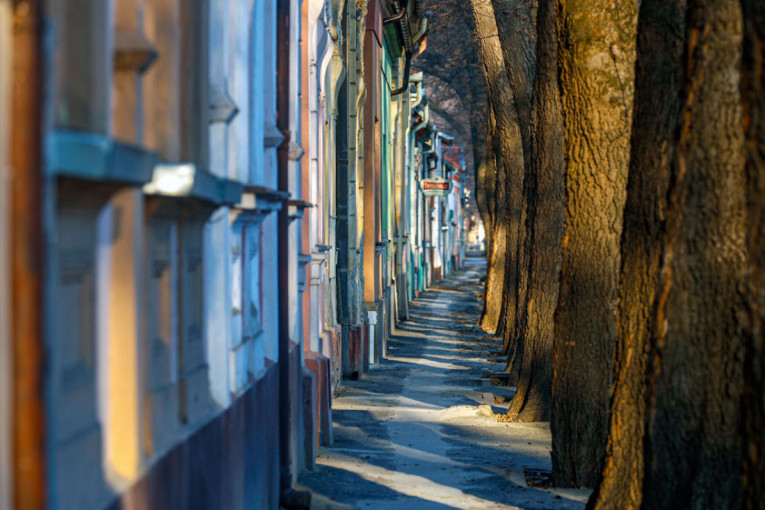 Najlepša ulica na svetu je u našoj Kikindi: Svako drvo ima svoj zdravstveni karton, prizor je neverovatan