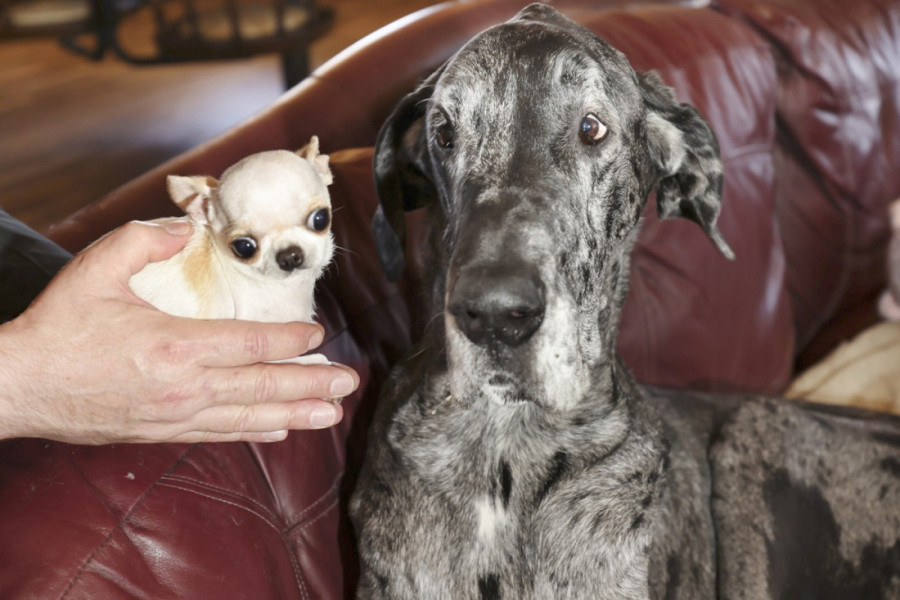 Kada je Redži upoznao Perl: Susret najvećeg i najmanjeg psa na svetu topi i najtvrđa srca (FOTO/VIDEO)