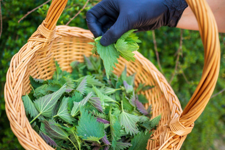 Raste svuda oko nas, a malo ko zna koliko je moćna: Biljka koja čisti krv i jetru, spasava pluća i smanjuje znojenje