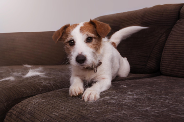 Pas se linja više nego obično? Evo kada je to znak samo promene godišnjeg doba, a kada treba da posetite veterinara