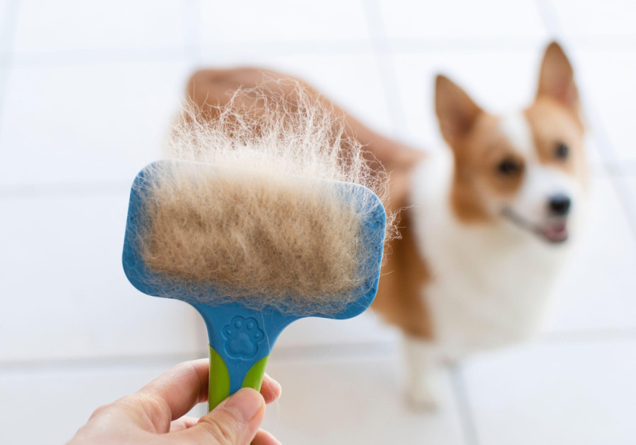 Sezona je linjanja, a ovo je 10 jednostavnih načina da prestanete da nosite dlake kućnih ljubimaca na odeći