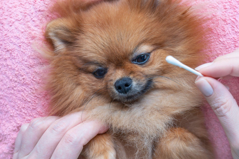 Morate da budete oprezni: Redovno čišćenje ušiju vašeg krznenog prijatelja čuva njegovo zdravlje