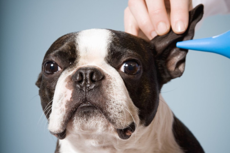 Morate da budete oprezni: Redovno čišćenje ušiju vašeg krznenog prijatelja čuva njegovo zdravlje