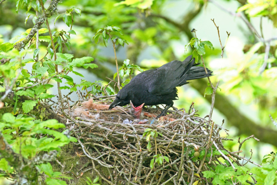 Ako im priđete - neka vam je Bog u pomoći: Mladunče vrane izbegavajte, evo kako da ih prepoznate