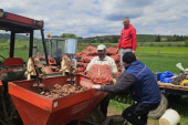 Krompir carstvo na vrhu Srbije: Gujaničići iz Akmačića godišnje uberu preko 900 tona sa planinskih njiva (FOTO)