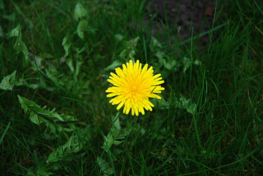 Raste na svakom ćošku, a leči kao čitava apoteka: Naše bake su znale za istinsku moć ove biljke