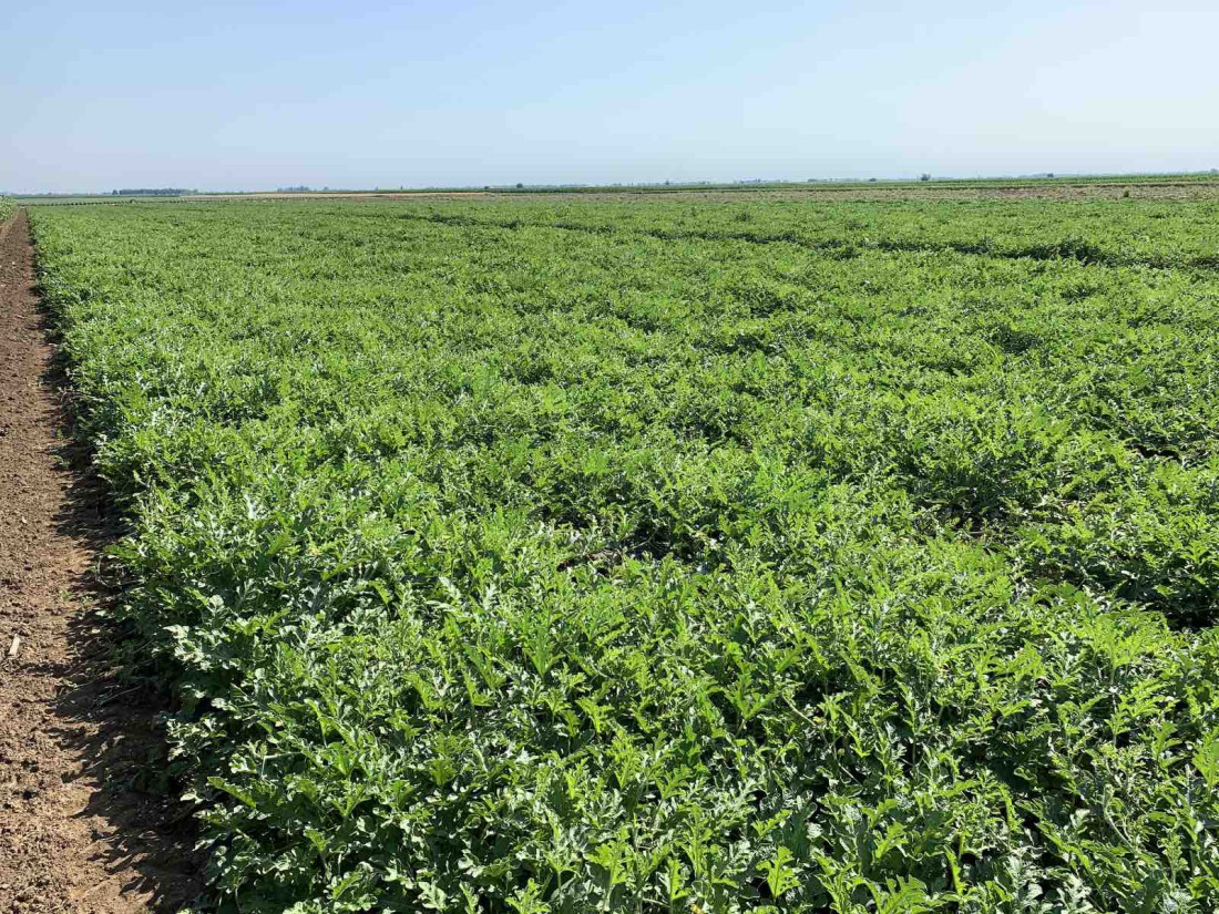 Sava iz Deronja - kralj lubenica: Na selu sa porodicom obrađuje preko 100 hektara (FOTO)