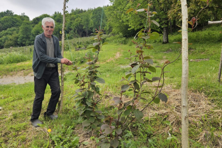 Kod domaćina Milivoja usred imanja raste kivi! Tropsko voće ne mari za oštru planinsku klimu