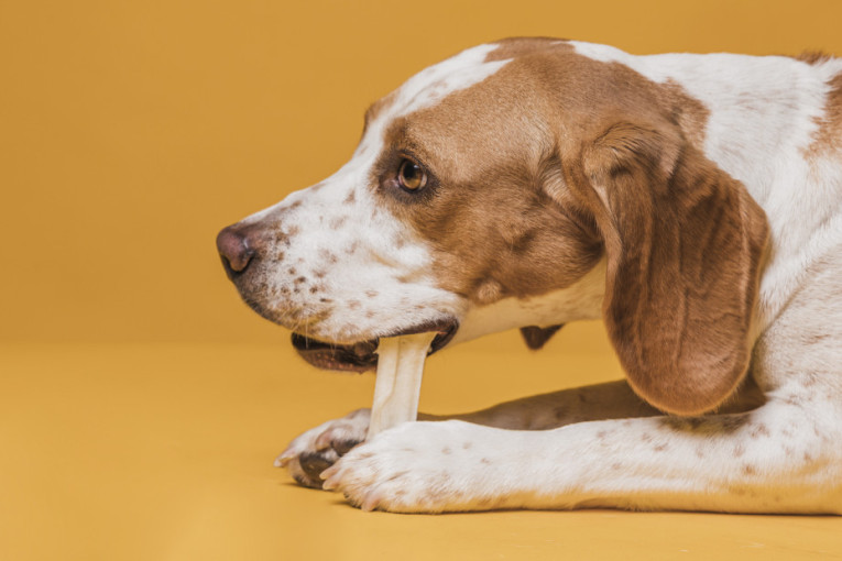 Misterija je rešena: Evo zašto pas odnosi hranu iz posude i jede je na drugom mestu