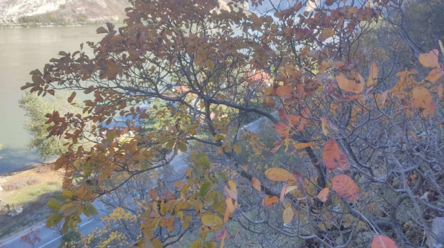 "Vatreni grm" je spas za bubrege i urinarne infekcije: Nekrunisana kraljica zdravlja, biljka za kojom vlada ogromna potražnja