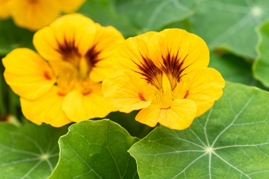 Sedam cvetova koje lako možete uzgajati kod kuće, a potom smazati: Ulepšaće i vaš dom, ali i ukus hrane