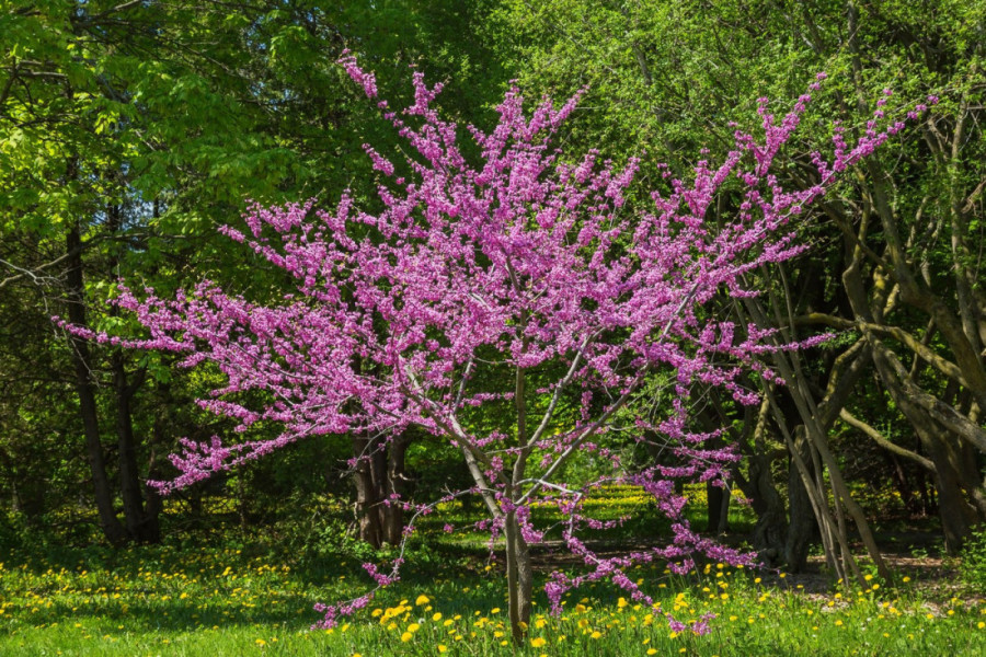 Sedam cvetova koje lako možete uzgajati kod kuće, a potom smazati: Ulepšaće i vaš dom, ali i ukus hrane