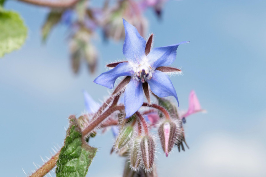 Sedam cvetova koje lako možete uzgajati kod kuće, a potom smazati: Ulepšaće i vaš dom, ali i ukus hrane