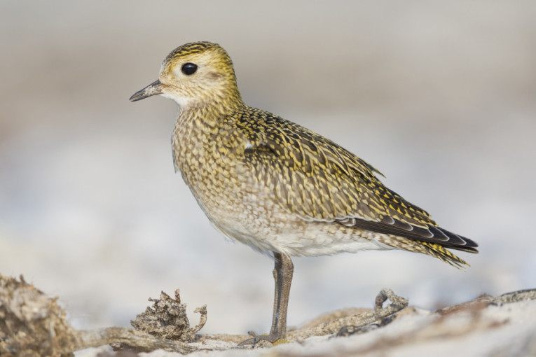 Sve je počelo zbog jedne rasprave: Kako je nastala Ginisova knjiga rekorda?