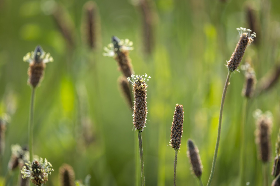 Gazili ste je ceo život, a leči sve: Moćnija je od mnogih biljaka, kašalj odnosi kao od šale